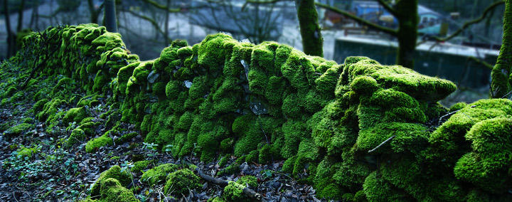 Moss